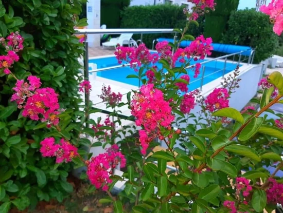 Domek Istrie - Buje IS 8109 N1