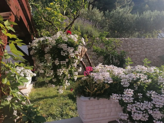 Apartmán Střední Dalmácie - Duće DA 17539 N1