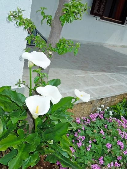 Apartmán Istrie - Rabac IS 1001 N2