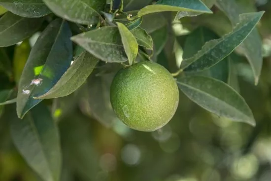 Apartmán Střední Dalmácie - Okrug Gornji DA 3305 N1