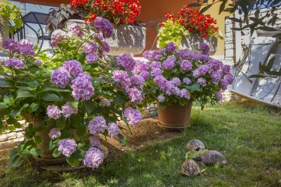 Apartmán Istrie - Pula IS 2002 N2