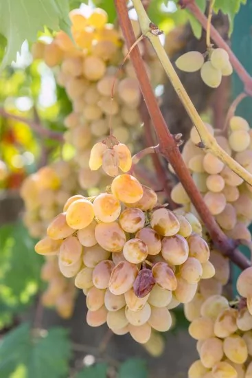 Apartmán Střední Dalmácie - Trogir DA 3207 N1