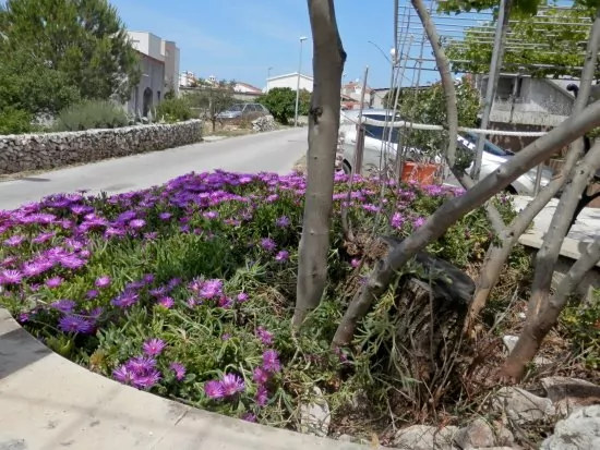 Apartmán Severní Dalmácie - Rogoznica DA 3526 N3