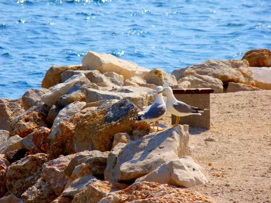 Oblázková pláž v městě Dugi Rat.