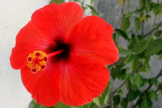 Apartmán Jižní Dalmácie - Slano DA 1103 N5