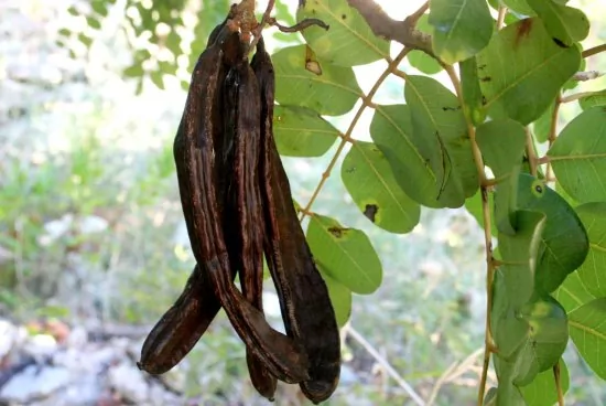 Apartmán Jižní Dalmácie - Slano DA 1103 N5