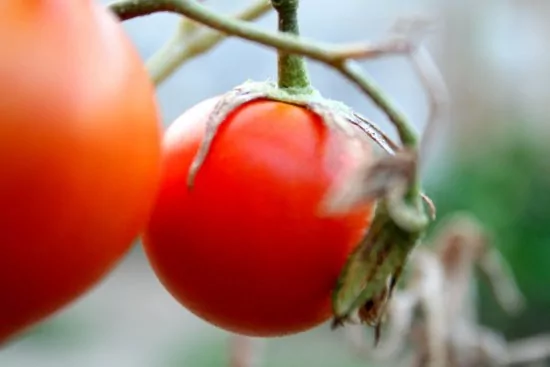 Apartmán Jižní Dalmácie - Slano DA 1103 N5