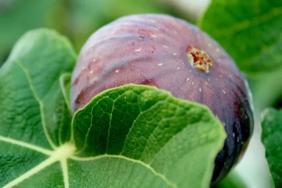 Apartmán Jižní Dalmácie - Slano DA 1103 N5