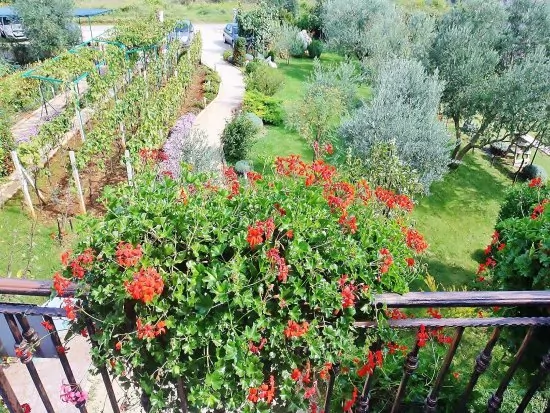 Apartmán Istrie - Fažana IS 2203 N1