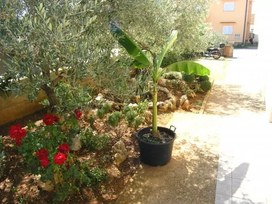 Apartmán Ostrov Krk - Krk OS 8415 N1