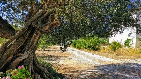 Apartmán Střední Dalmácie - Vinišće DA 3425 N2