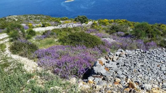 Apartmán Střední Dalmácie - Vinišće DA 3425 N2