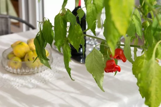 Apartmán Střední Dalmácie - Omiš DA 2734 N1