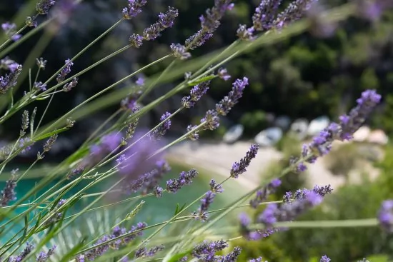 Apartmán Střední Dalmácie - Vinišće DA 3433 N2