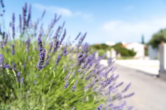 Apartmán Střední Dalmácie - Vinišće DA 3433 N4