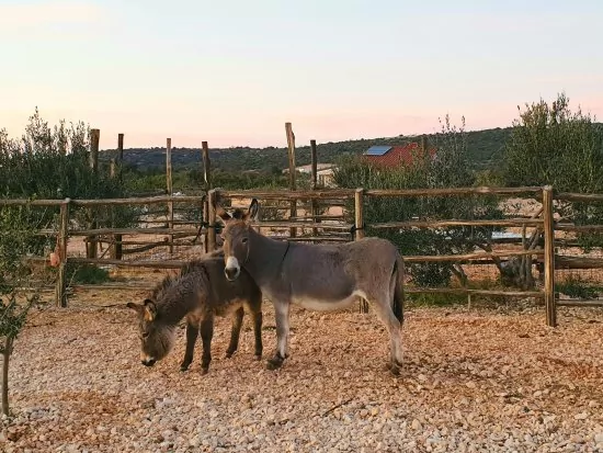 Apartmán Severní Dalmácie - Ražanj DA 3560 N1