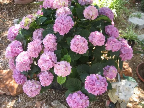 Apartmán Severní Dalmácie - Kanica DA 3563 N1