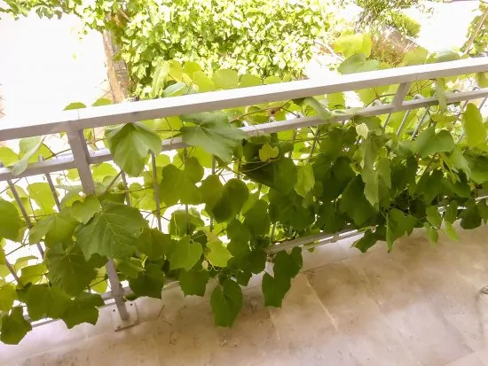 Apartmán Ostrov Krk - Punat OS 8205 N2