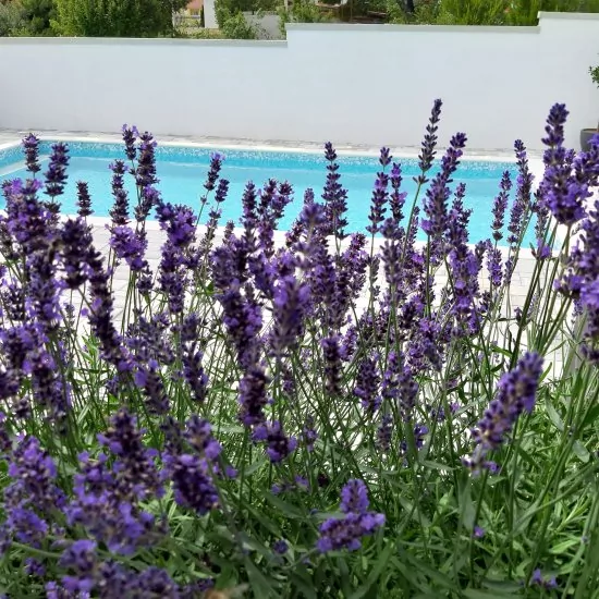 Apartmán Severní Dalmácie - Seline DA 6013 N1