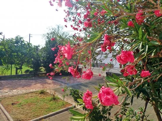 Apartmán Severní Dalmácie - Seline DA 6014 N1