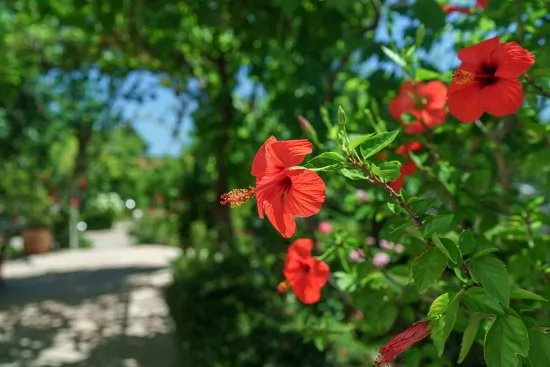 Apartmán Severní Dalmácie - Vodice DA 4174 N5